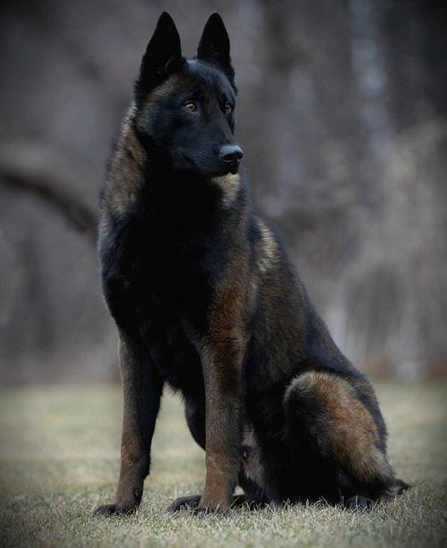 pastor belga malinois en venta