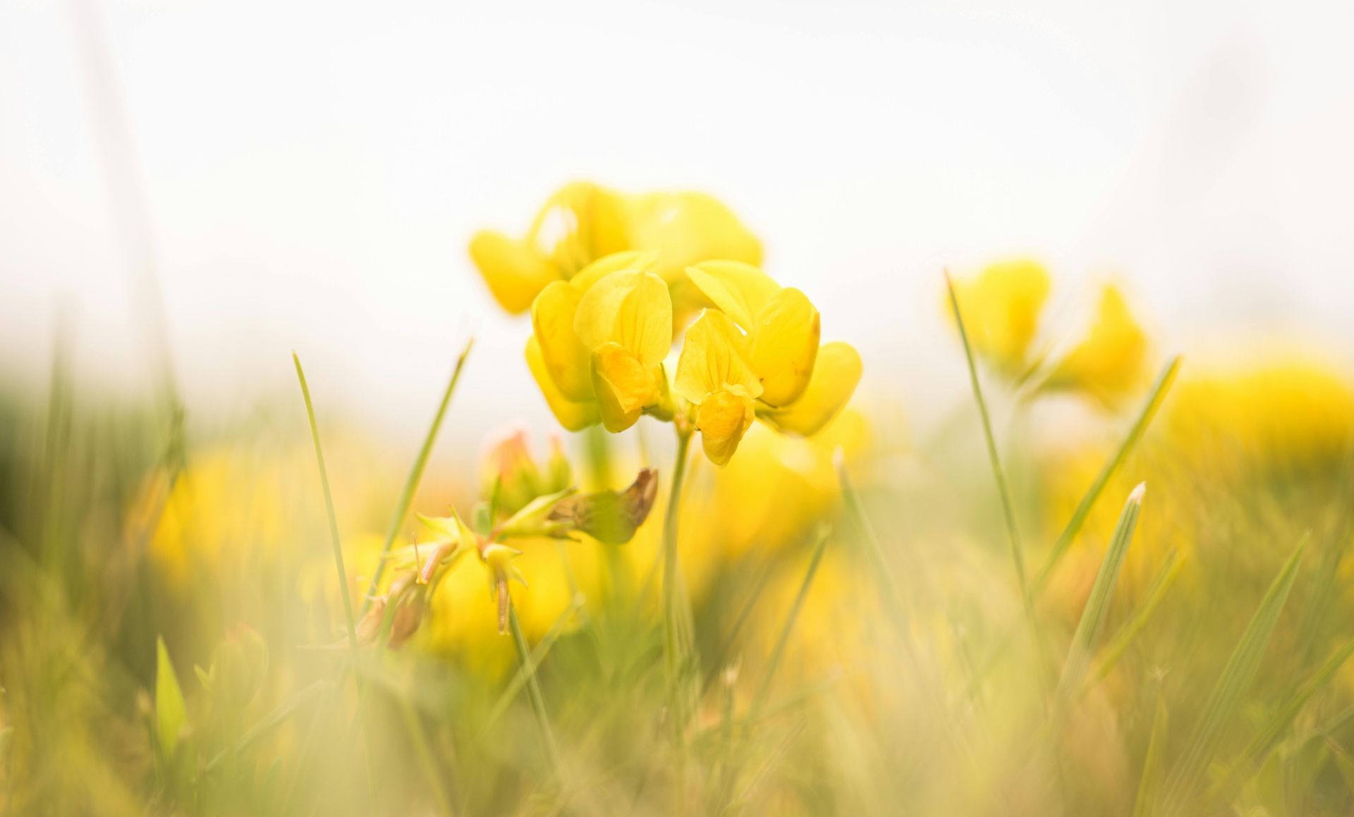 Yellow flowers in a field with surrounding area blurred