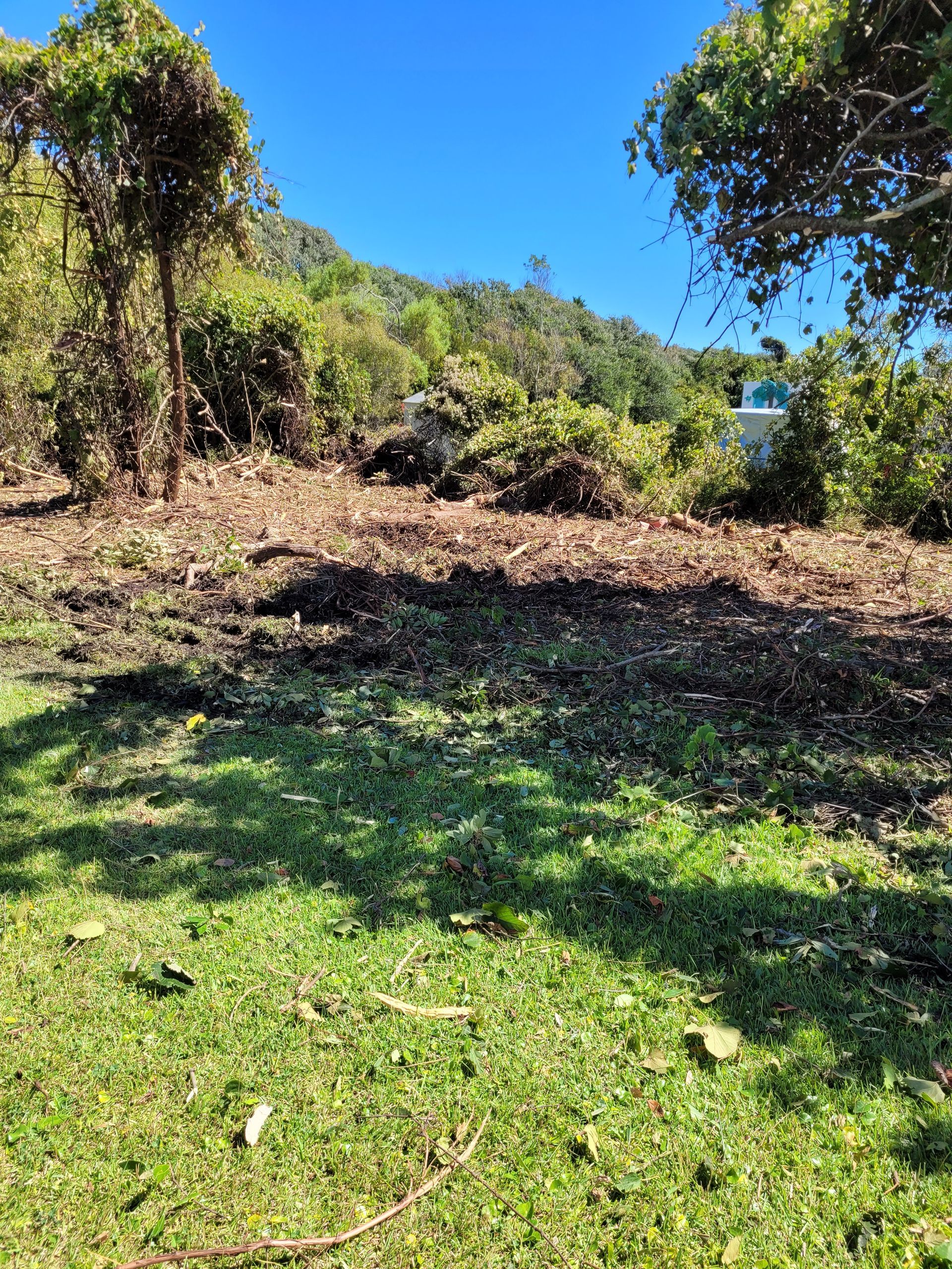 Sunny grassy clearing with scattered trees and shrubs on a hillside under a blue sky