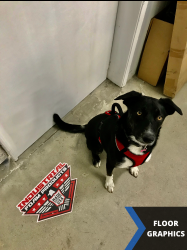 Dog standing next to professionally printed floor sticker