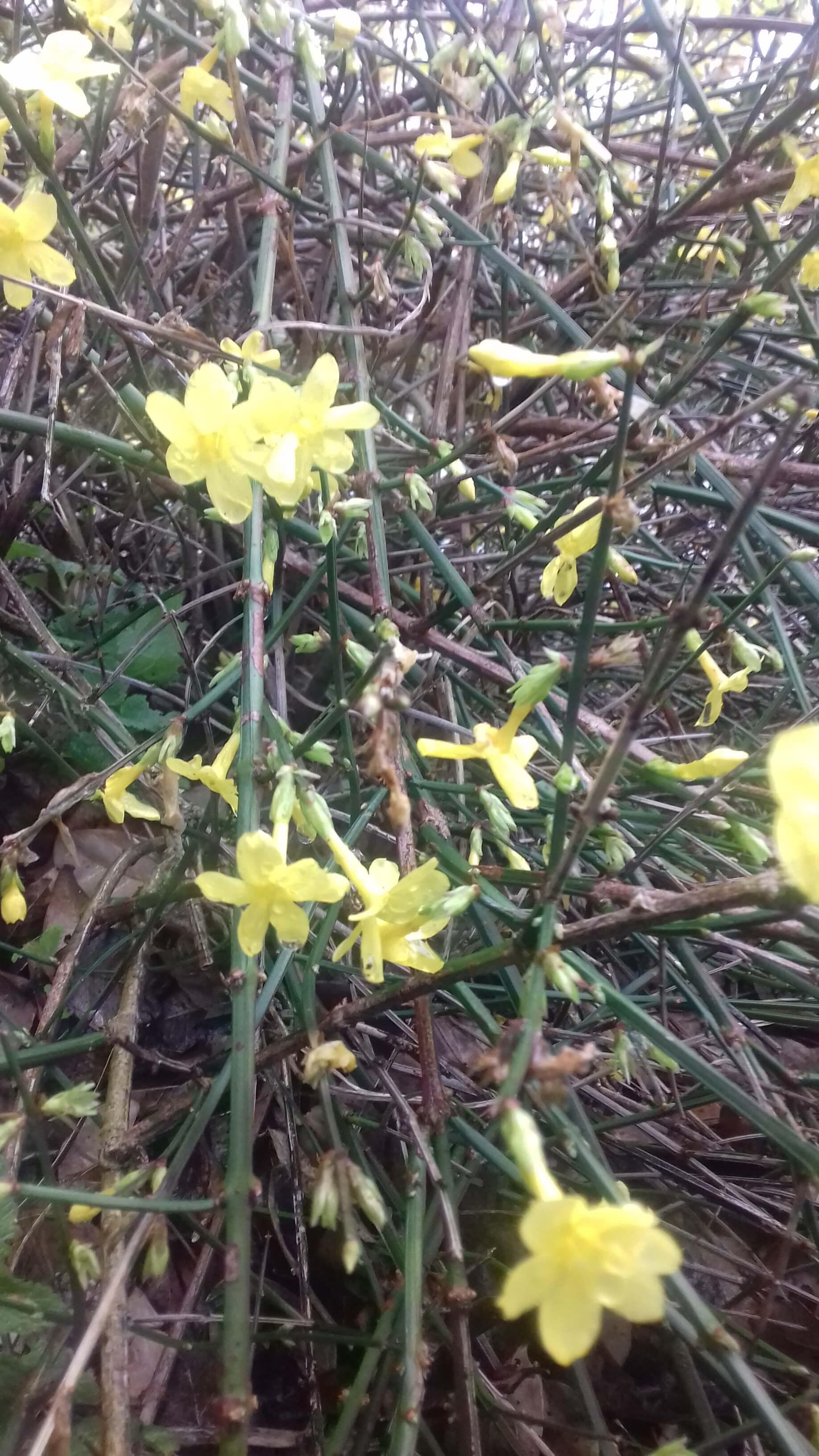 Alpina Jacqueline du Pre flower
