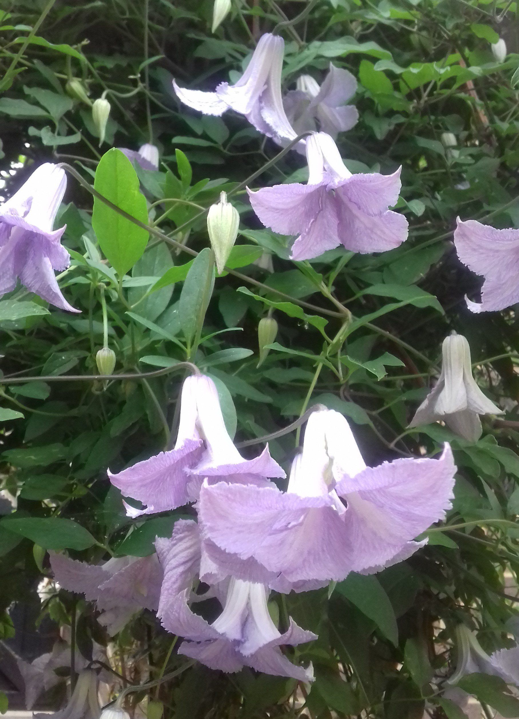 betty corning flower