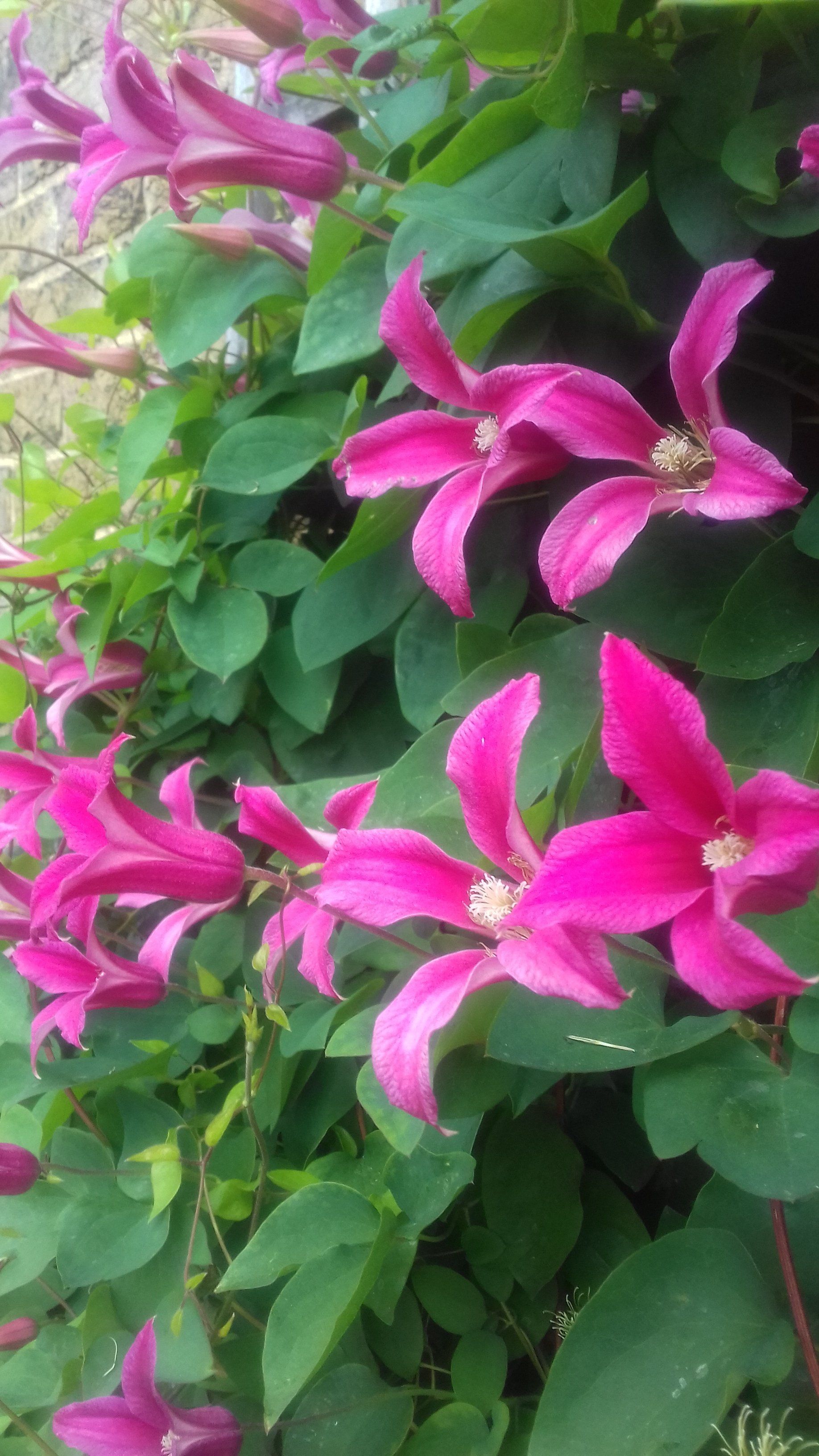 Princess Diana flower