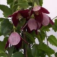 winter flower clematis in dark red