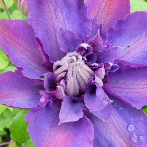 purple hybrid flower