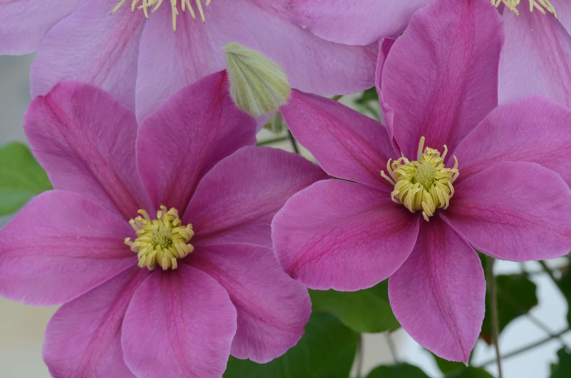 Clematis Alita