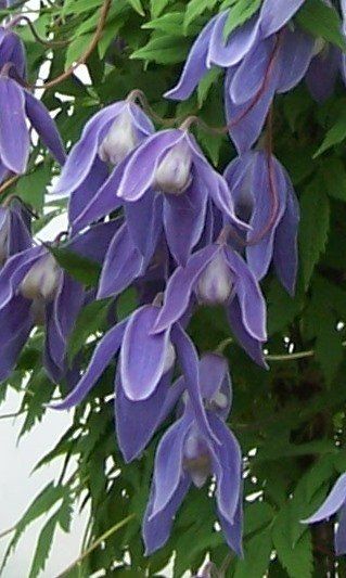 dark flower with three petals background