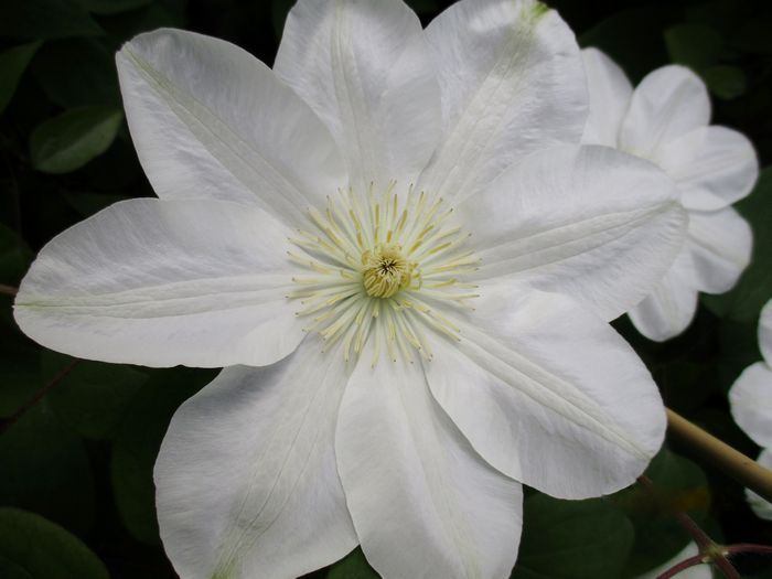 flower icon in black