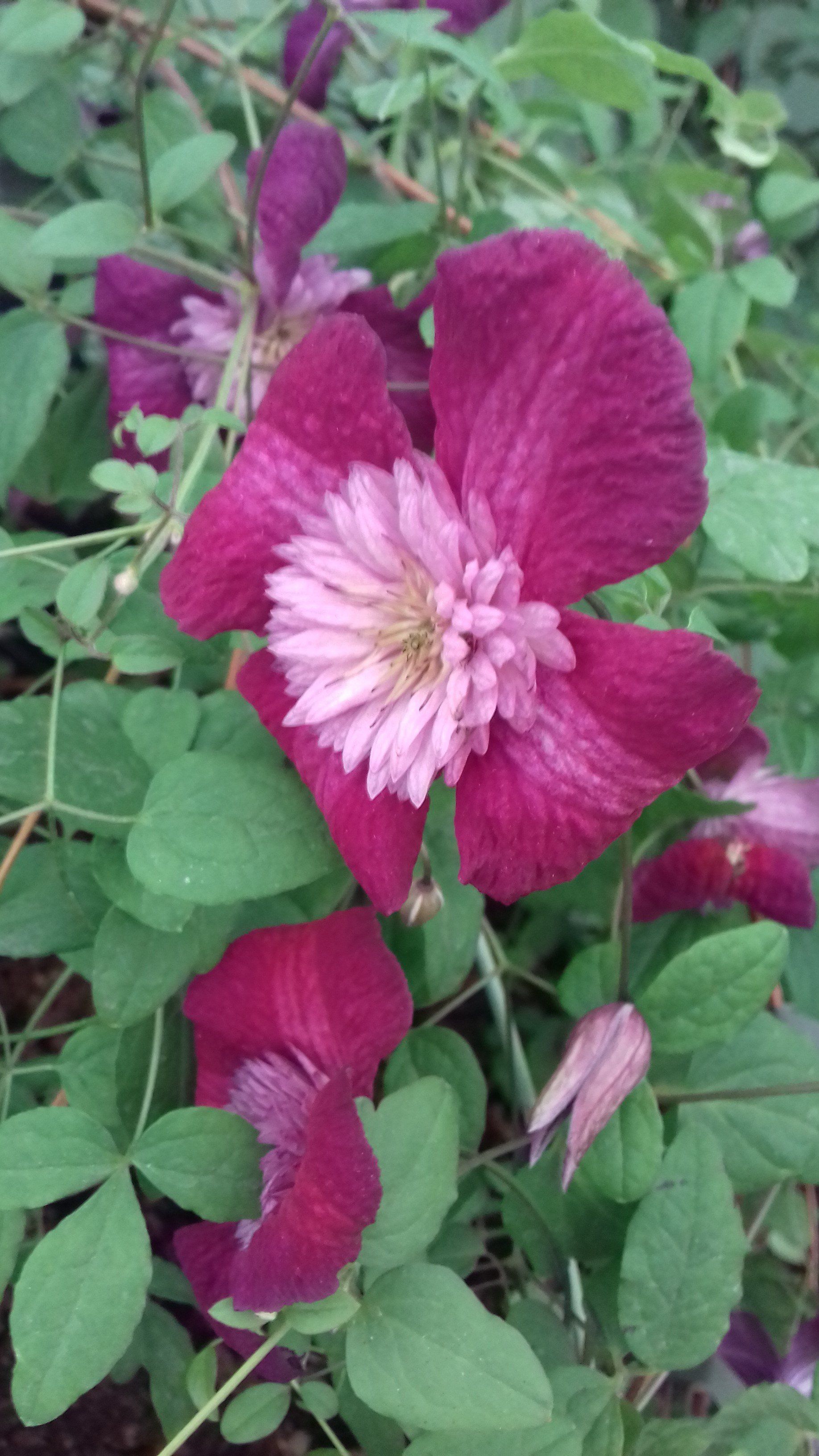 icon of dark grey flower