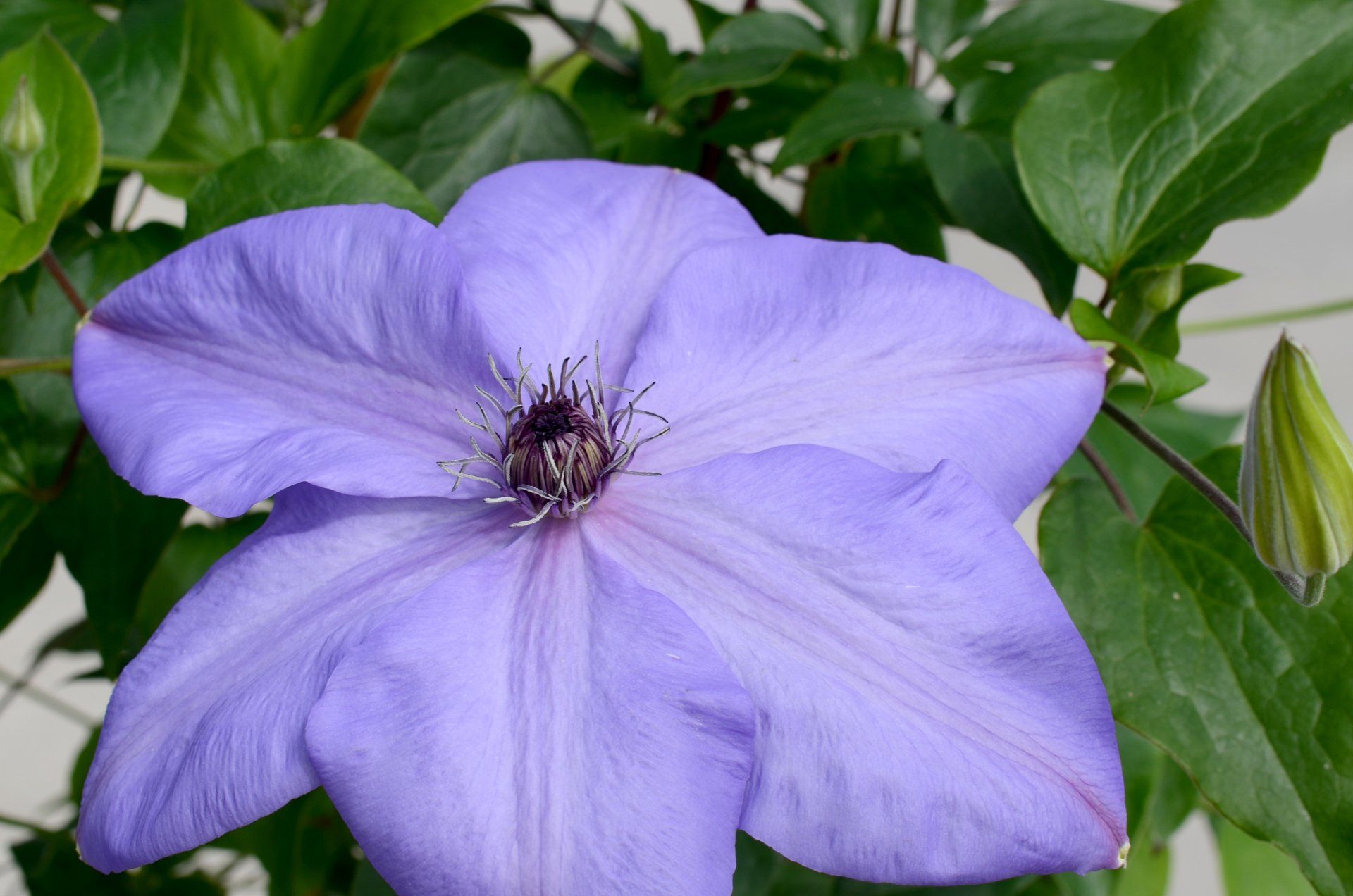 Клематис ксеркс. Клематис ксерксес. Клематис лоусония. Клематис херхес. Клематис хания.