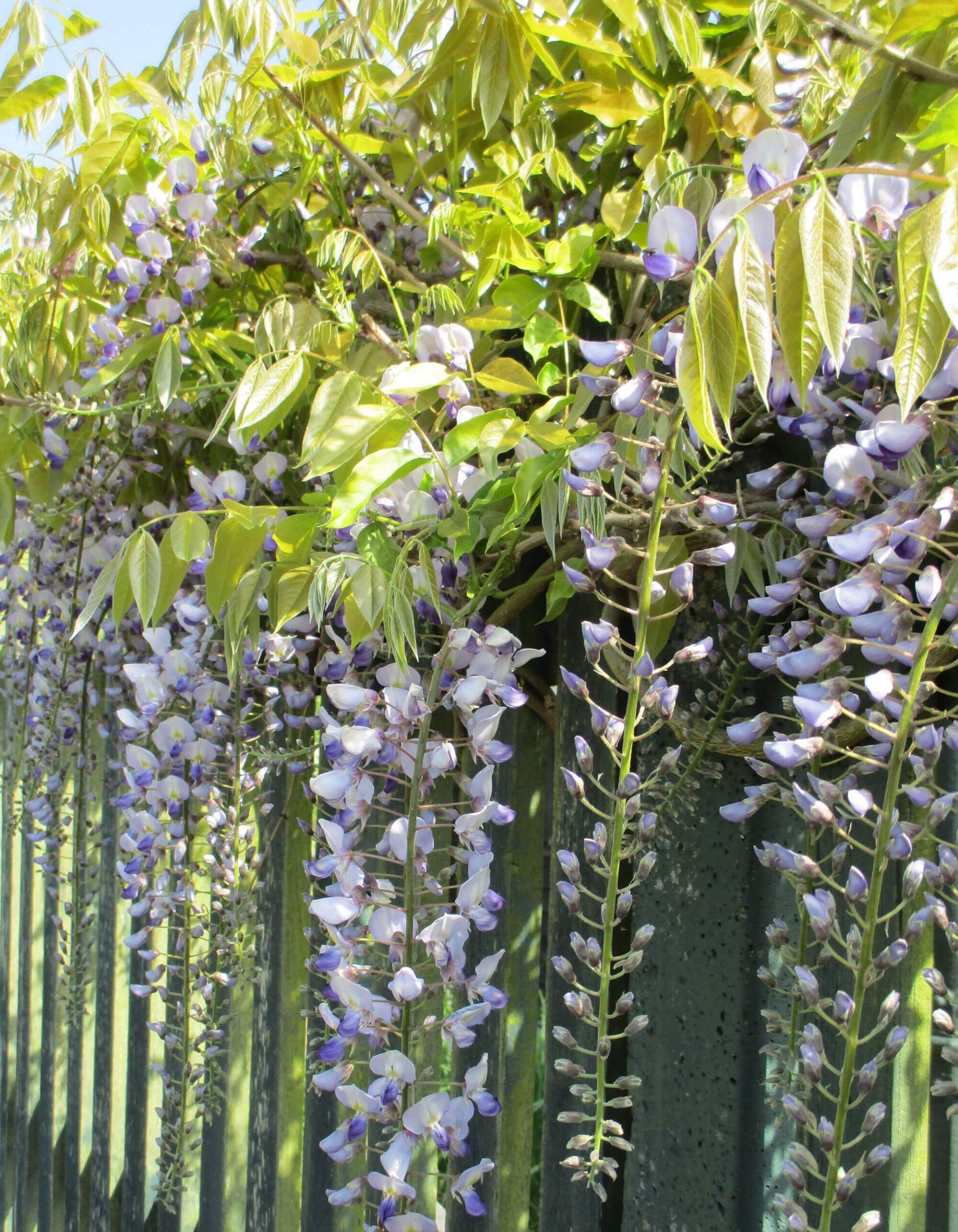 Sweet Pea Leamington