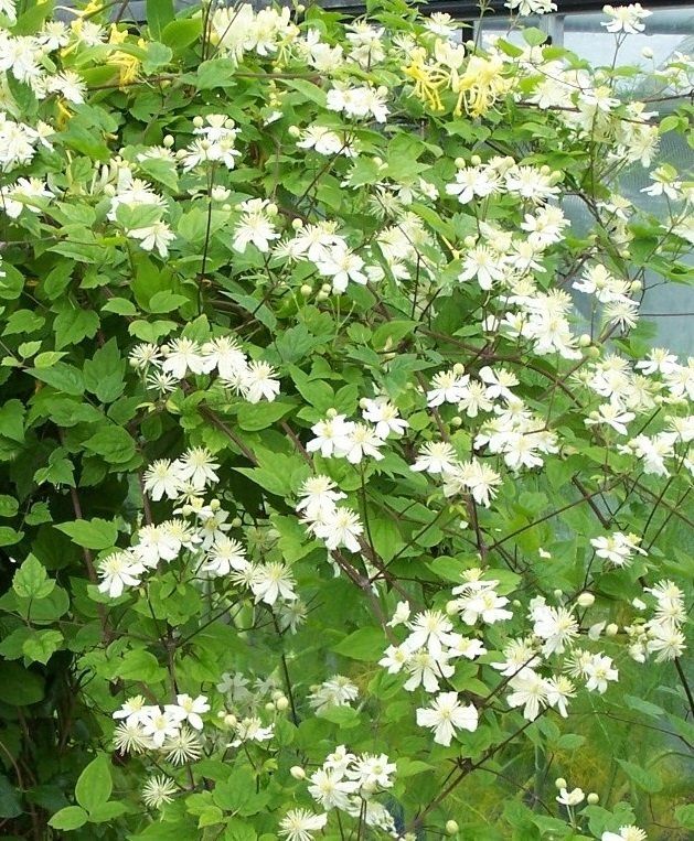 Late Summer Flowering Hybrids July October Priorswood Clematis