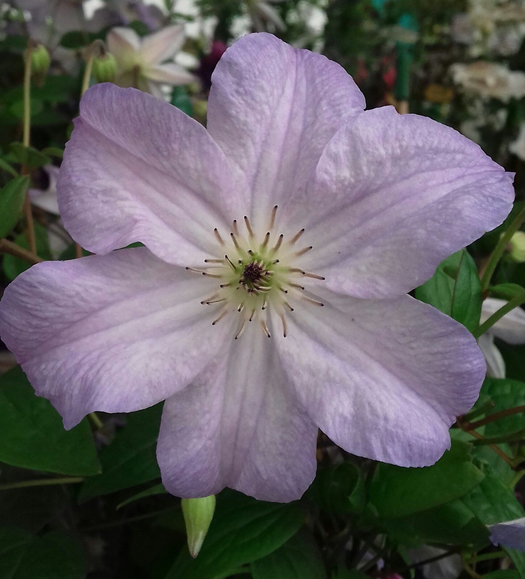 C. Rehderiana flower