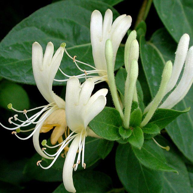 cirrhosa flower