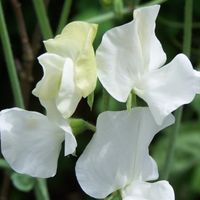 other climber plants in white