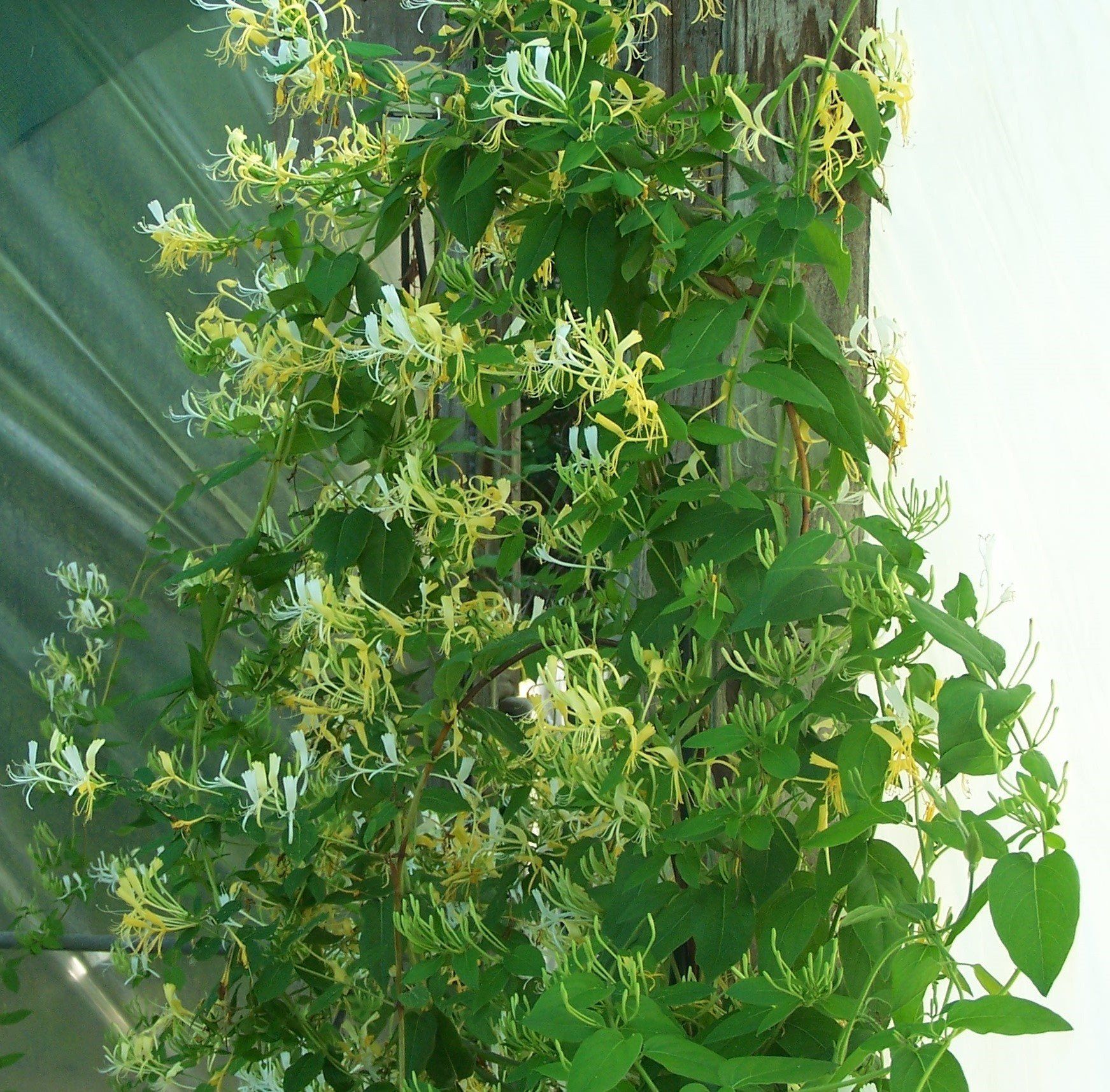 dark grey flower on light background