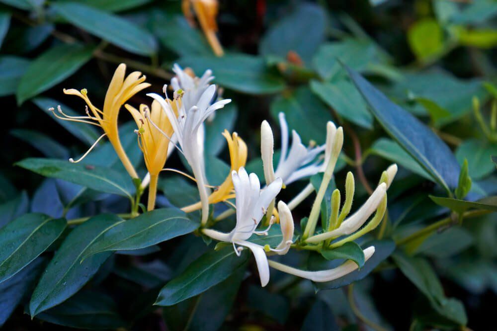 dark grey flower on light background