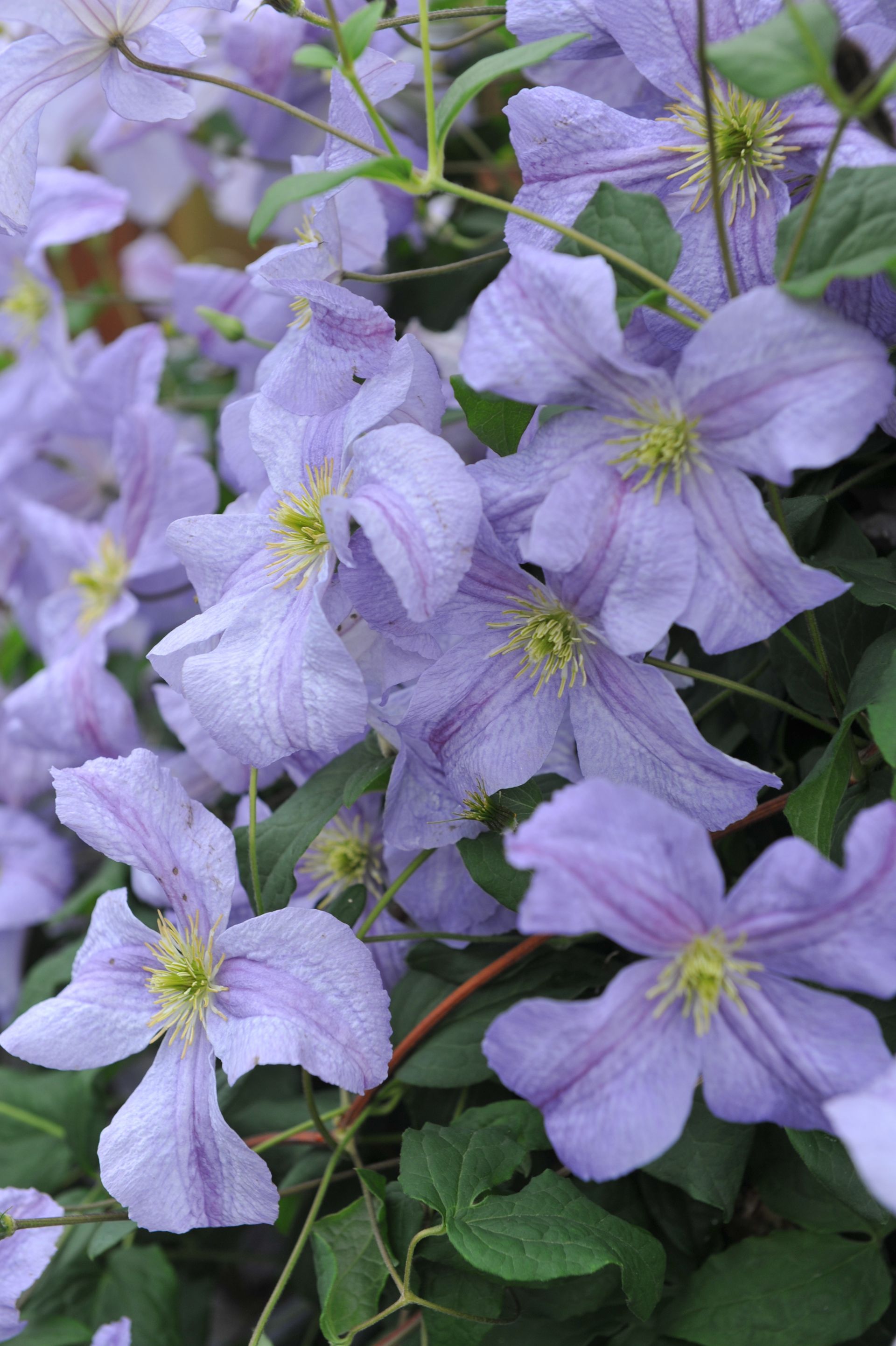 emilia platter flower