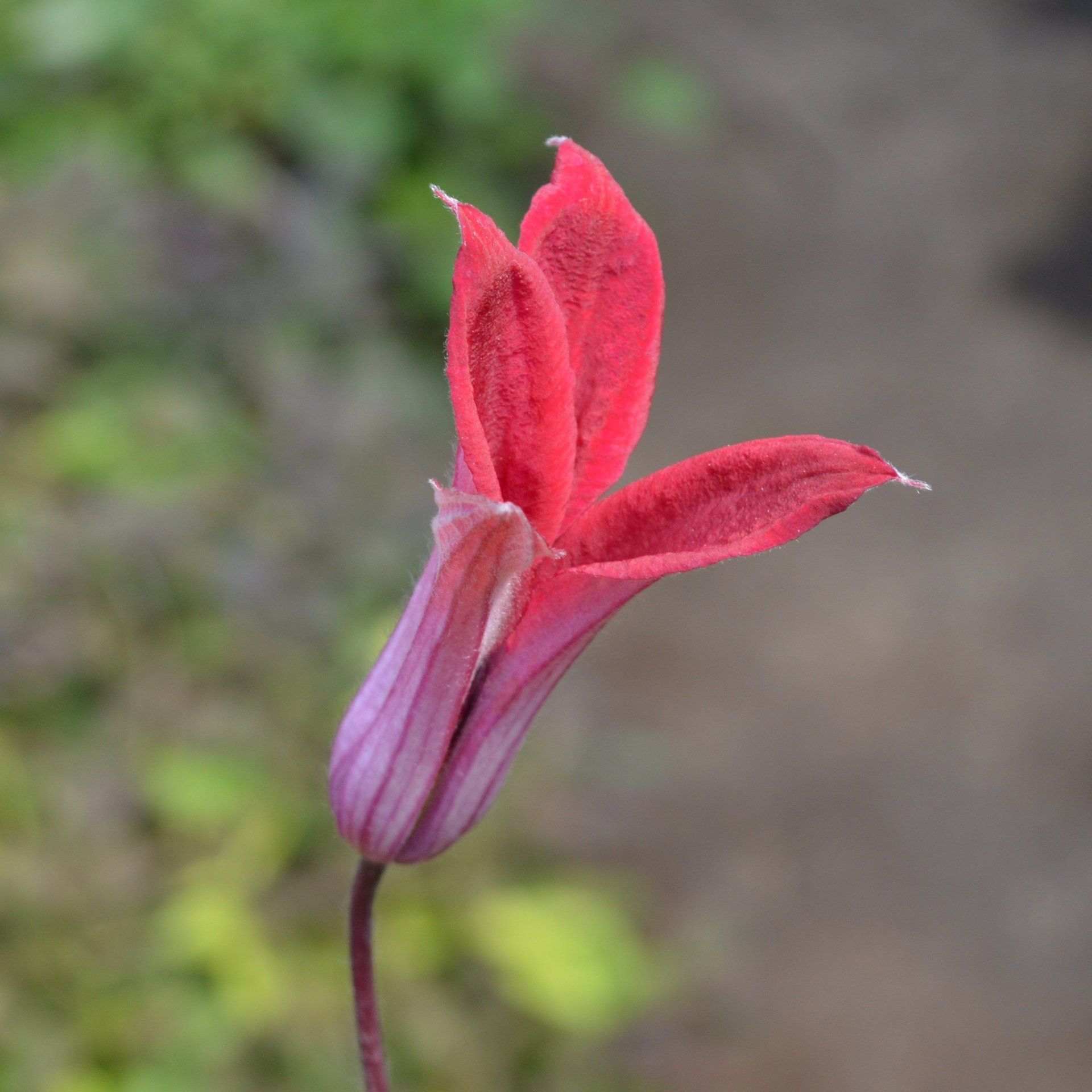 macropetala flower