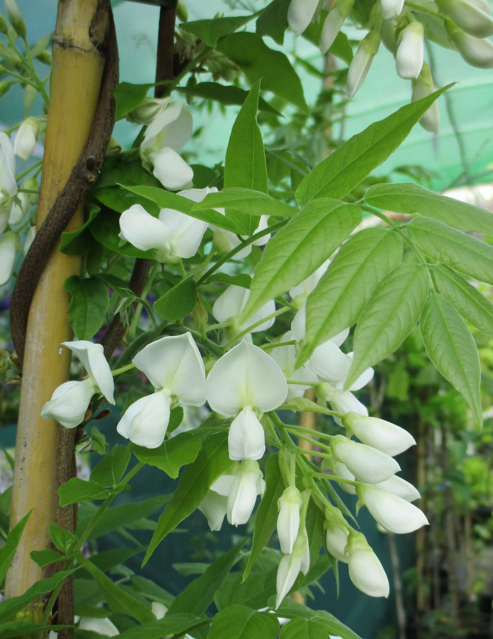 Sweet Pea Princess Elizabeth