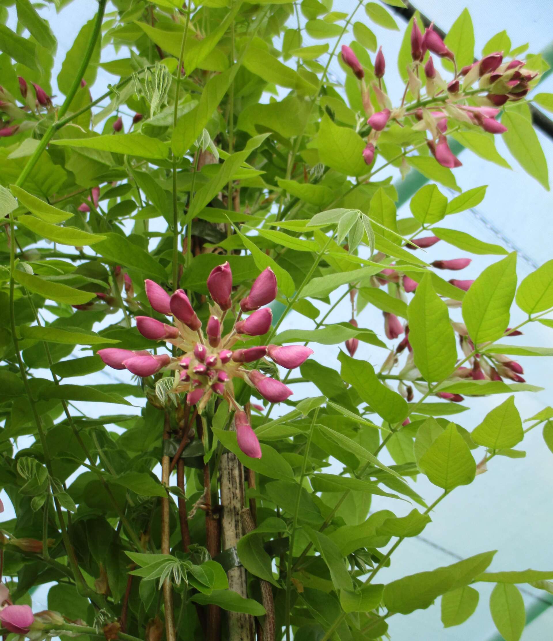 Sweet Pea White Ensign