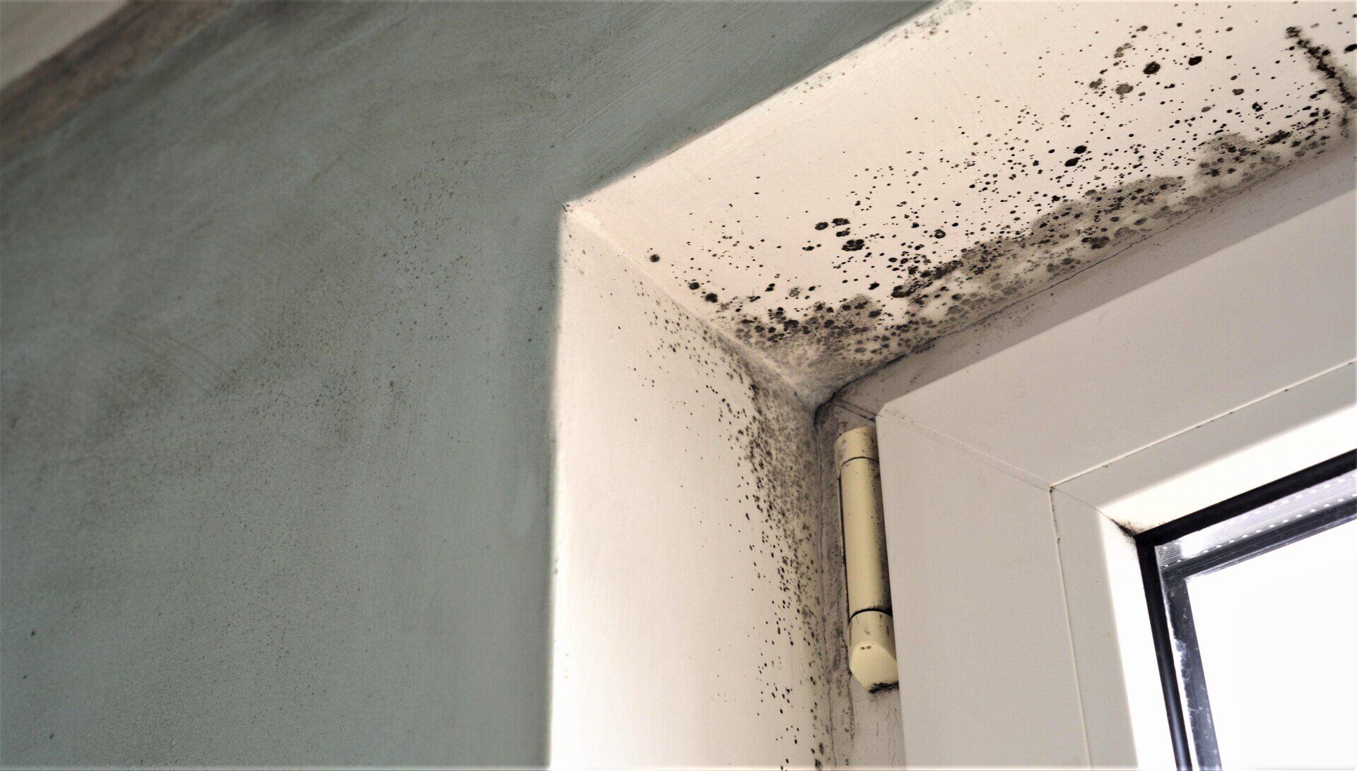 Toxic Black Mold Growth – Upper Chichester, PA – Hard Knox Waterproofing