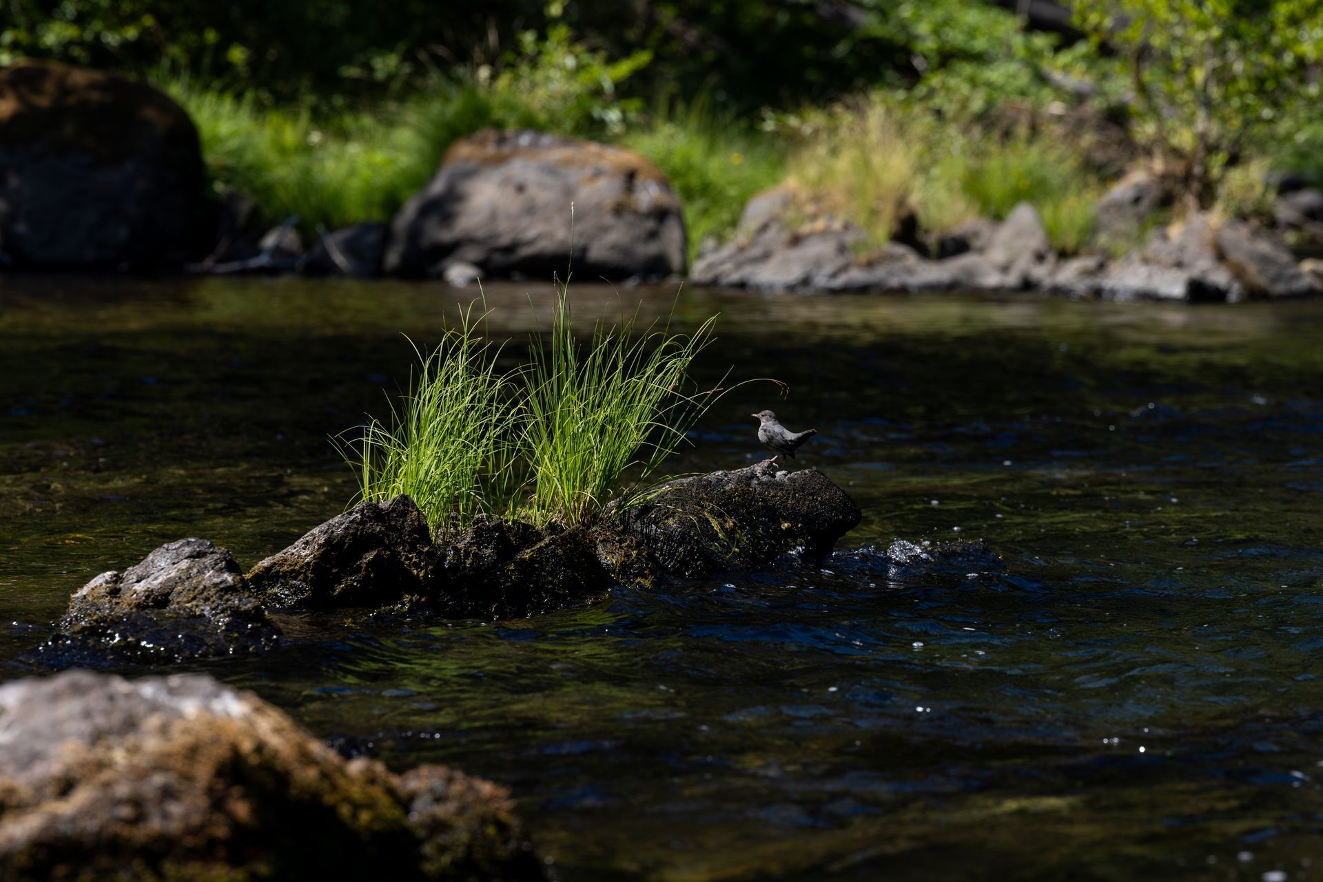 There are plenty natural beauty on the exciting North Umpqua River