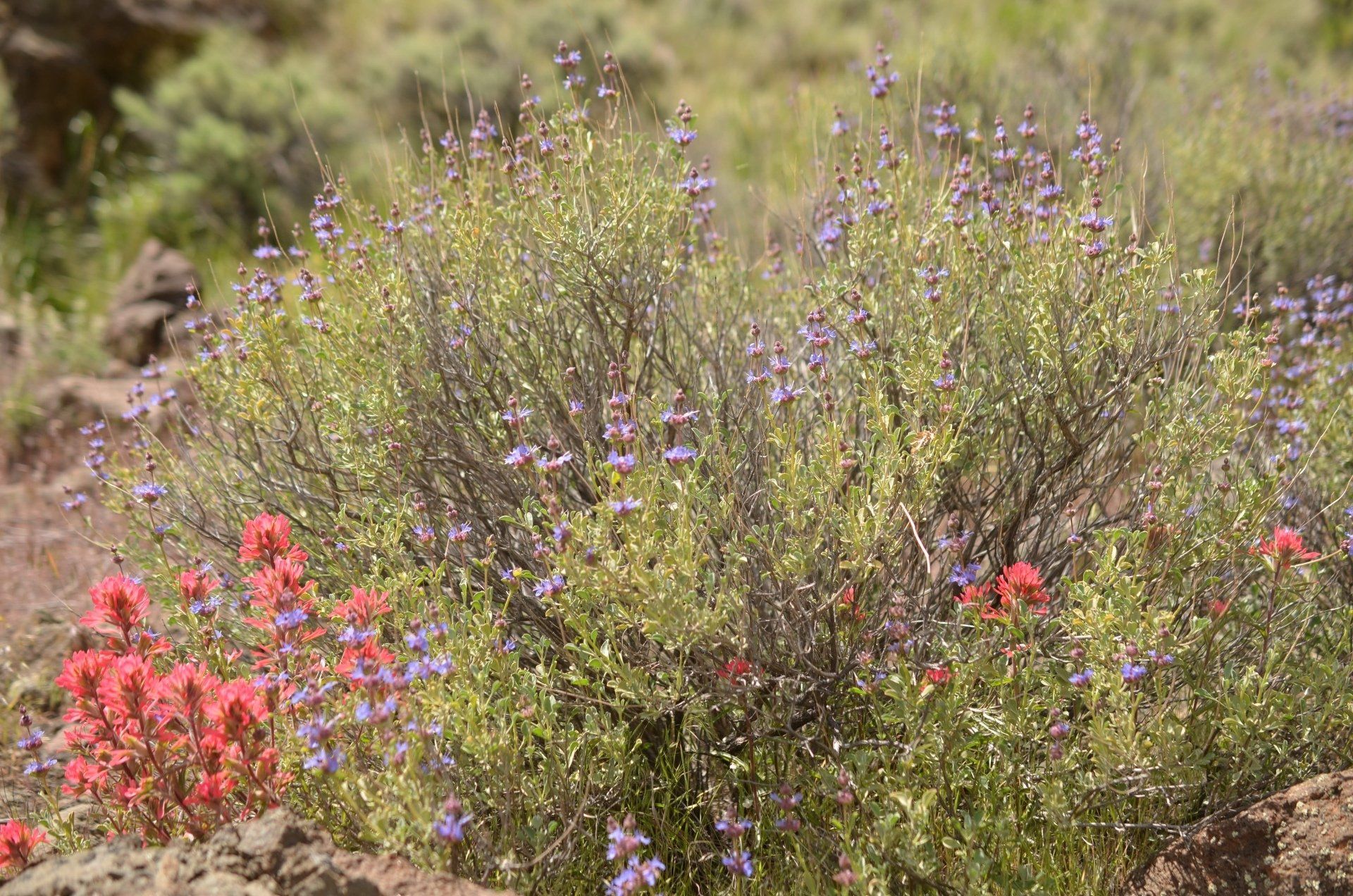 Wildflowers are prolific and in bloom typically during the Owyhee River rafting season.