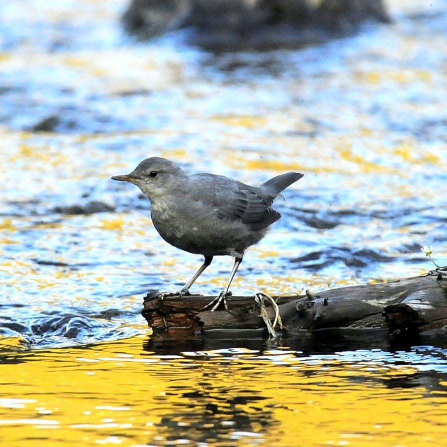 An Ouzel guide gives the thumbs up on the river.