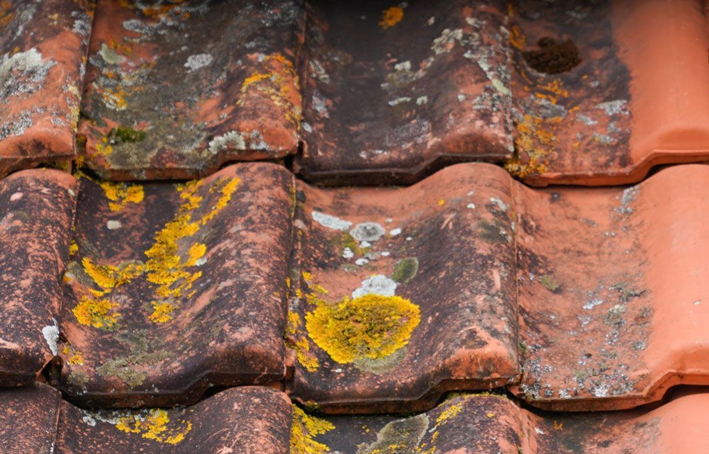 A Close Up of a Roof Tile With Moss Growing on It — RPS–Remote Painting Services in White Rock, QLD