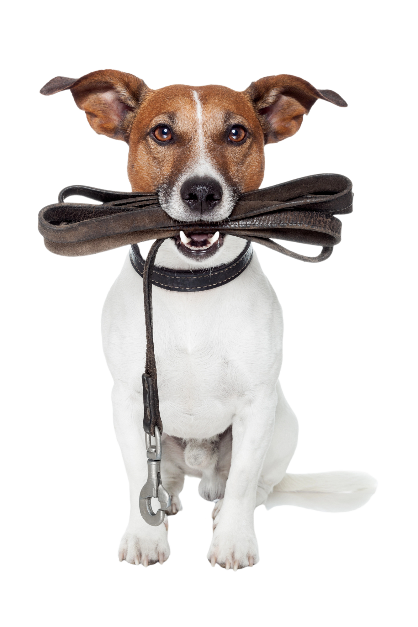 Cane, Jack Russell Terrier, che tiene in bocca un guinzaglio marrone, pronto per una passeggiata.