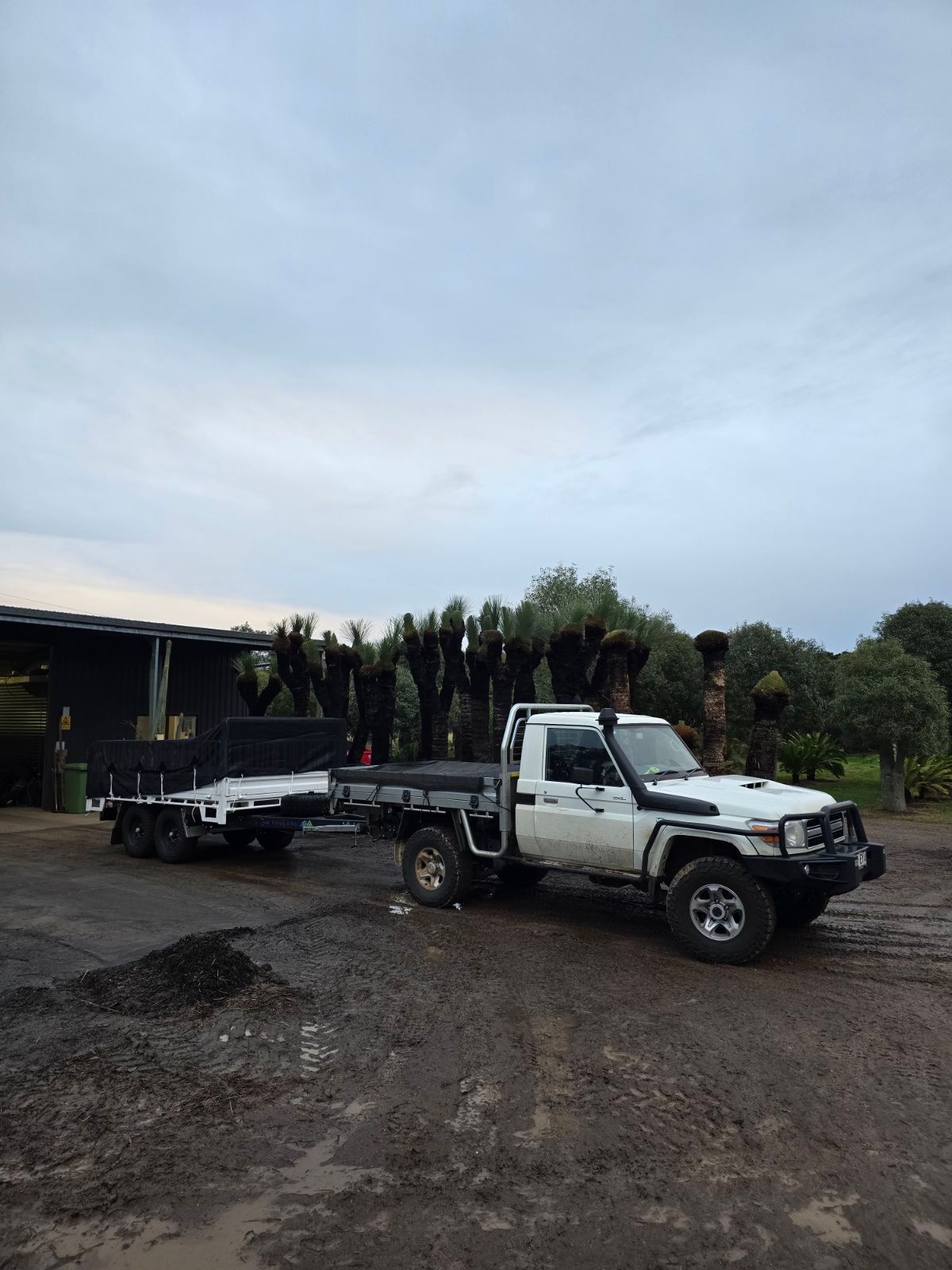 The Station Creek tree farm's flat top trailer covered with a tarp to keep their cargo dry.