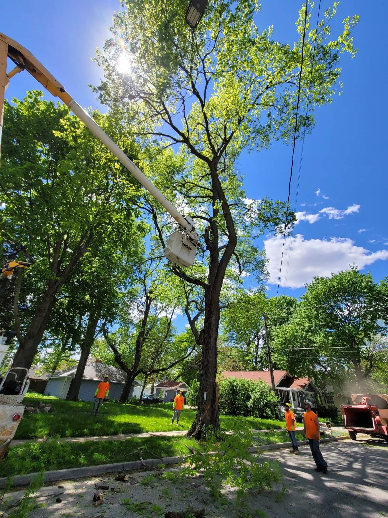 Removing Large Tree on Yard – Huxley, IA – Pitts Lawn & Tree