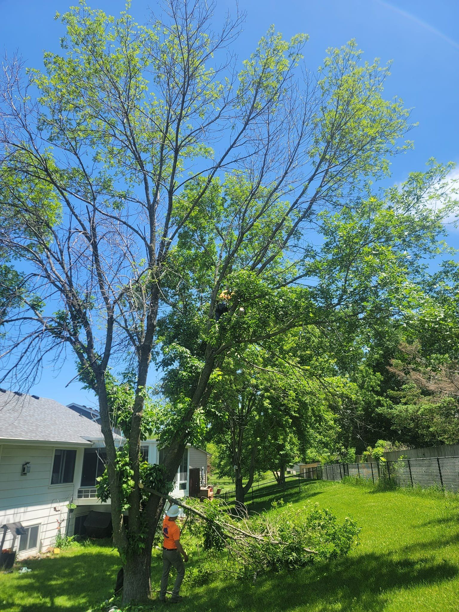 Tree Company Serving Ames, IA Pitts Lawn & Tree Service
