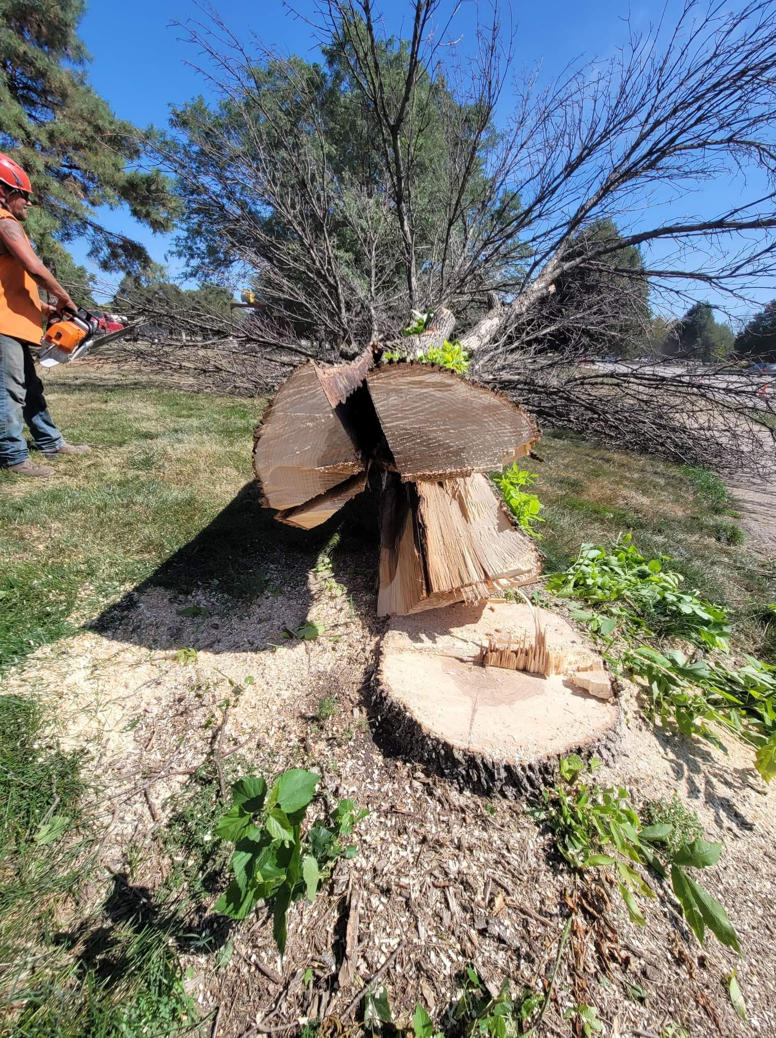 Tree Stump – Huxley, IA – Pitts Lawn & Tree