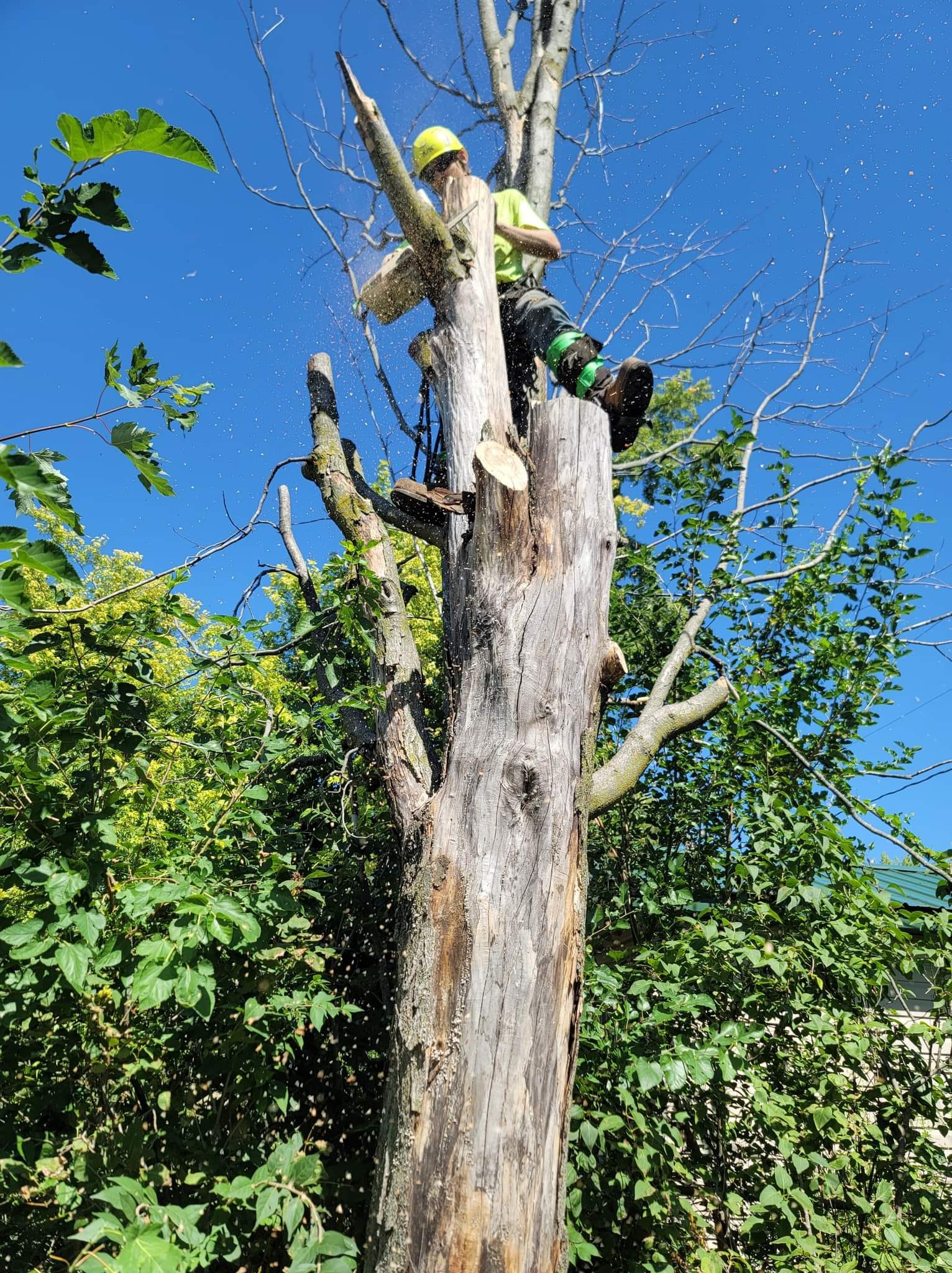 Arborist Trimming Tree Branch – Huxley, IA – Pitts Lawn & Tree