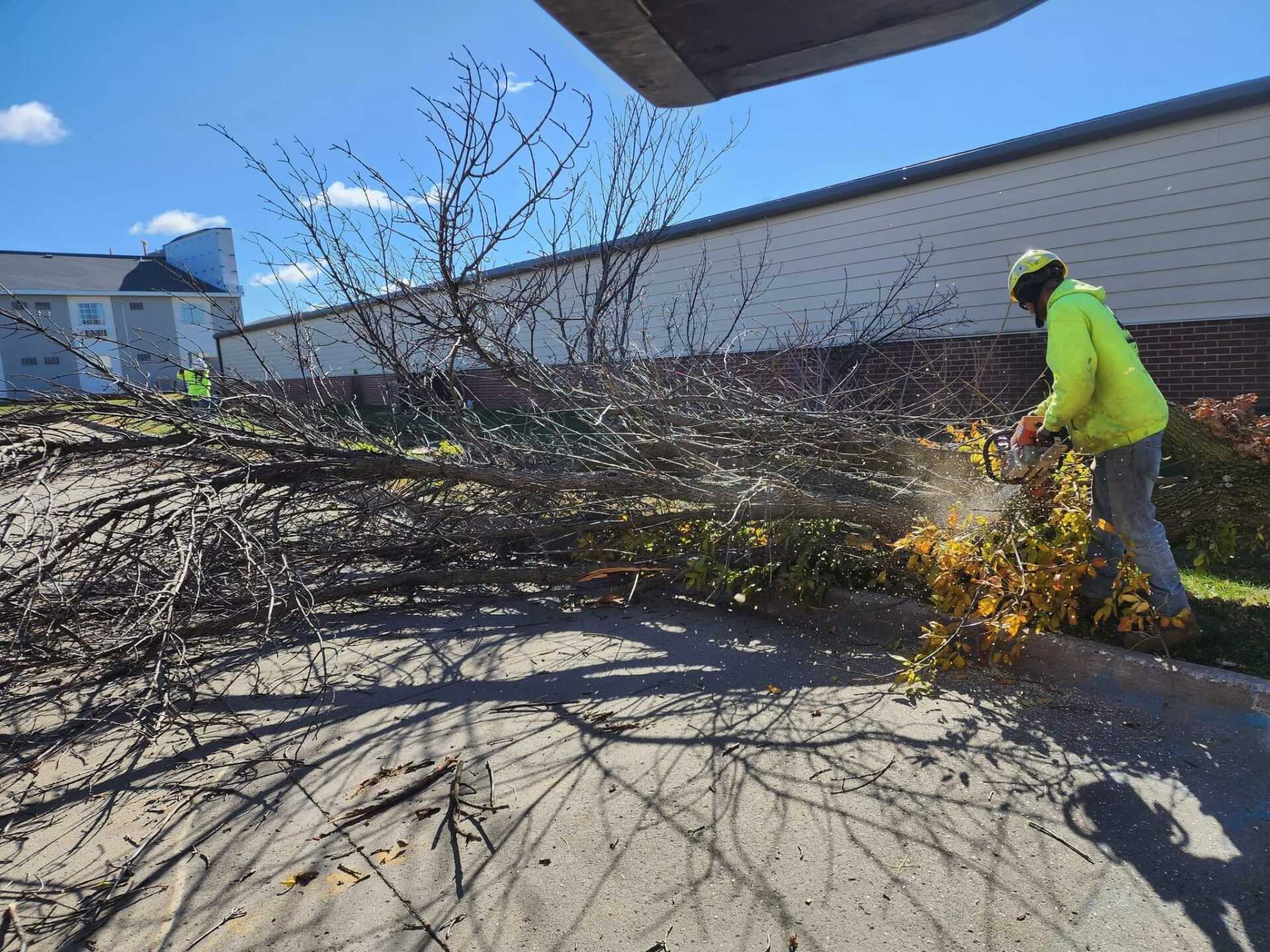 Lumberjack Cutting Tree Trunk – Huxley, IA – Pitts Lawn & Tree