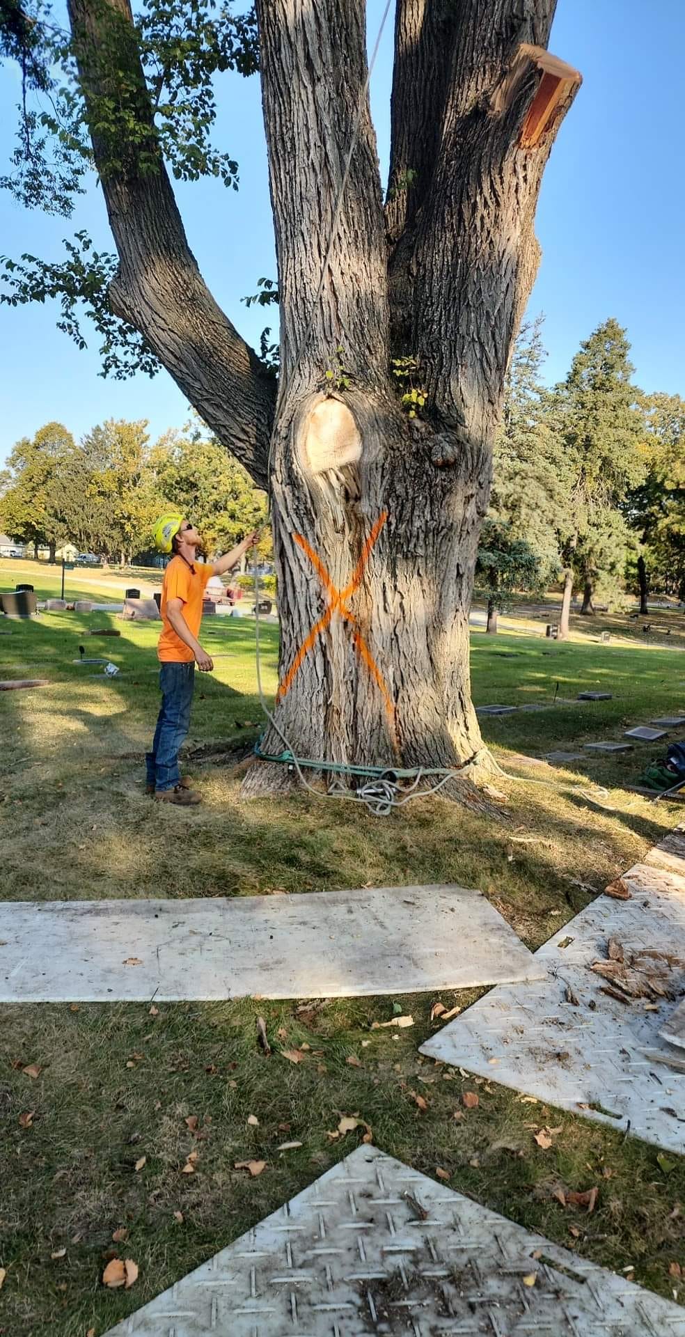 Arborist Marking Tree Trunk – Huxley, IA – Pitts Lawn & Tree