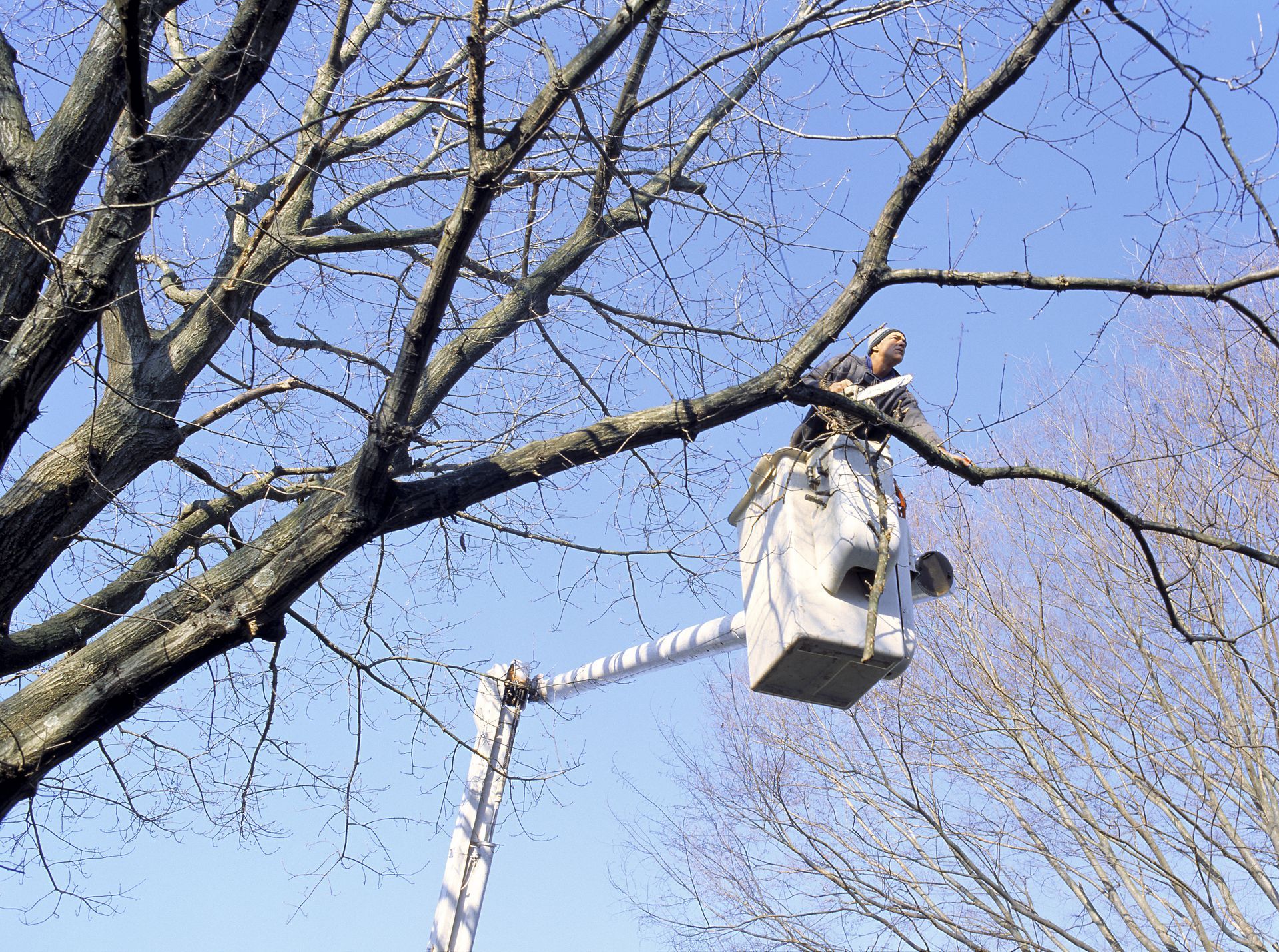 Arborist with chainsaw performing tree removal services for Pitts Lawn & Tree Service in Urbandale, IA.