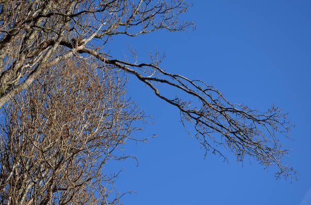 Narrow tree crowns with branches at an acute angle straight up against a very blue sky, tree removal services by Pitts Lawn & Tree Service in Urbandale, IA.