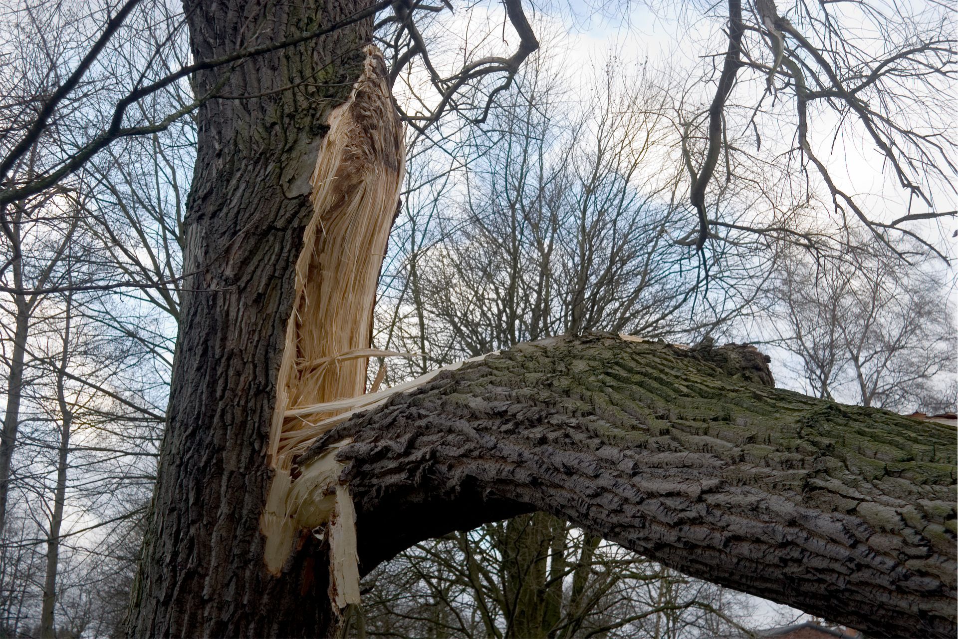 A large tree branch has snapped and torn away from the main trunk, leaving exposed, splintered wood.