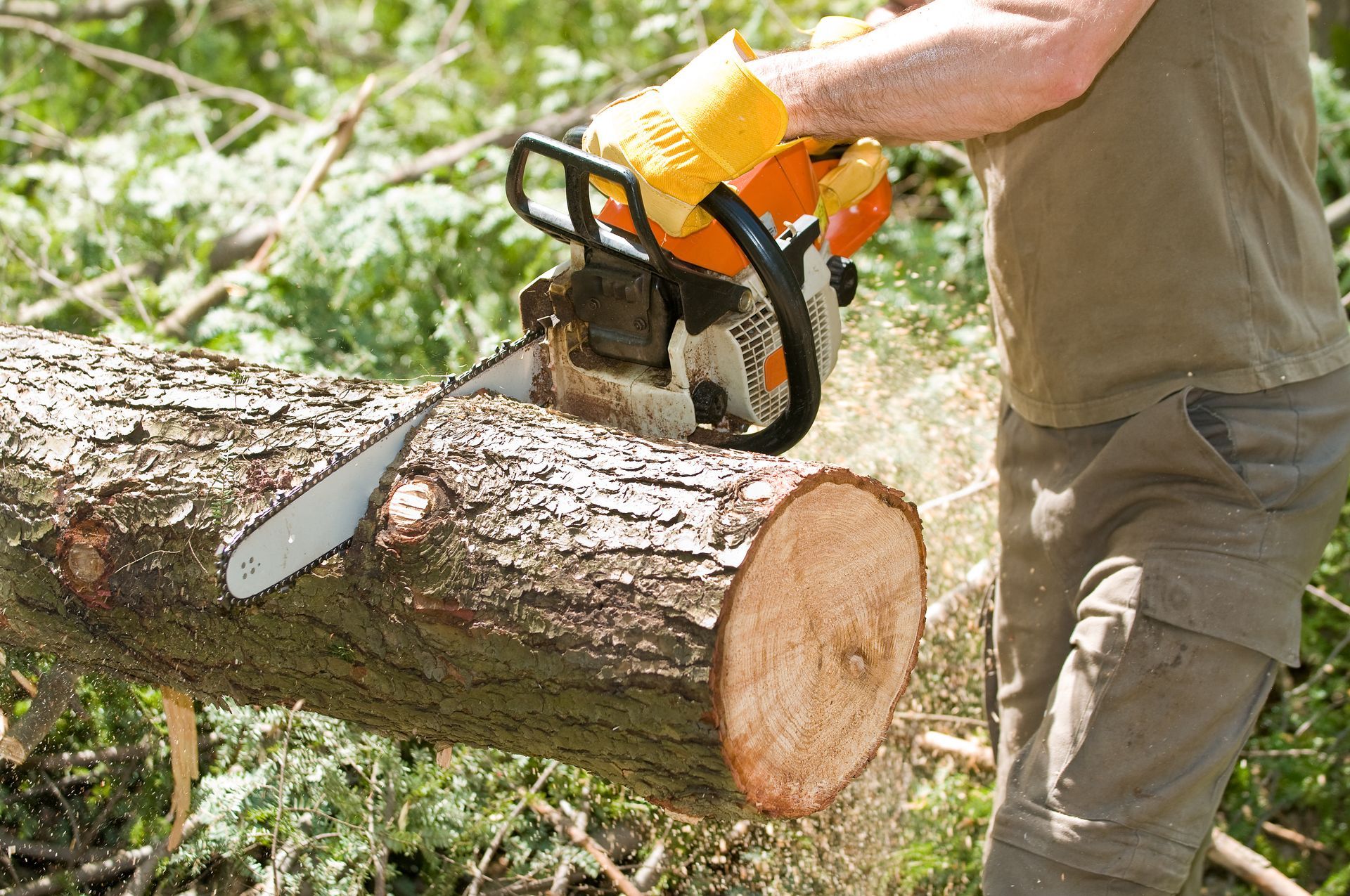A person using a chainsaw to cut a section of a fallen tree log in a wooded outdoor area.