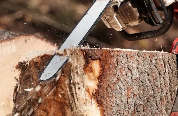 Arborist using a chainsaw to remove parts of a tree stump in preparation for grinding