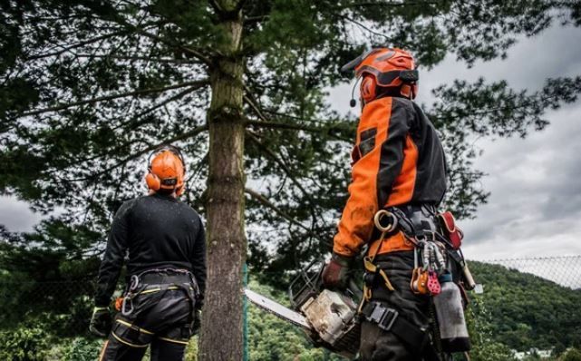 Arborists watching teammate trimming branches of large tree