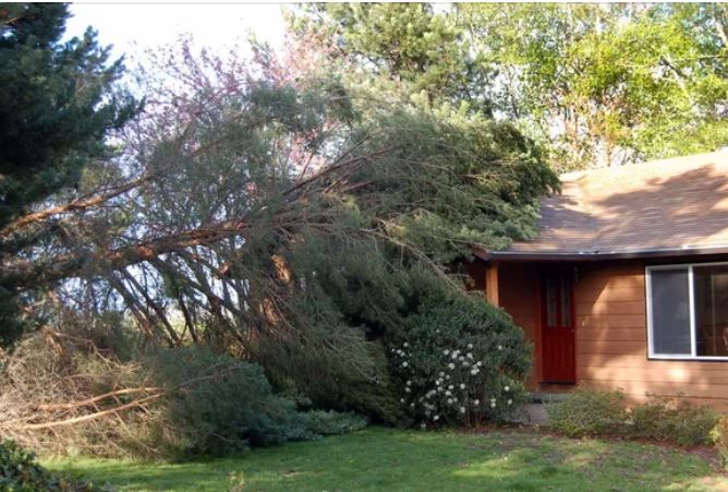 Large tree fallen across the roof of a residential home