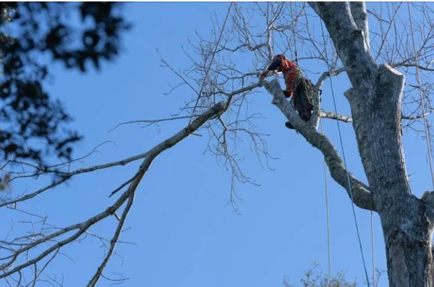 Safety secured arborist removing giant branches from a tall tree