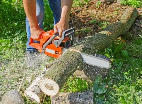 Arborist using a chainsaw to cut large tree branch into smaller pieces to remove tree