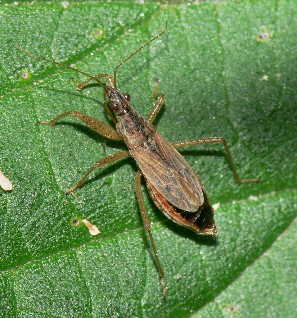 Common Damsel-good-bug