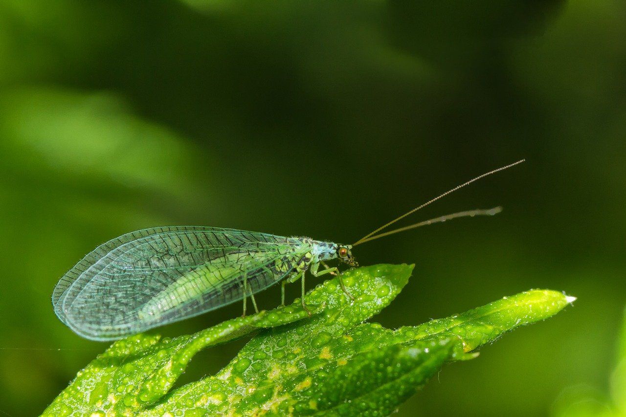 beneficial-insects-lacewing