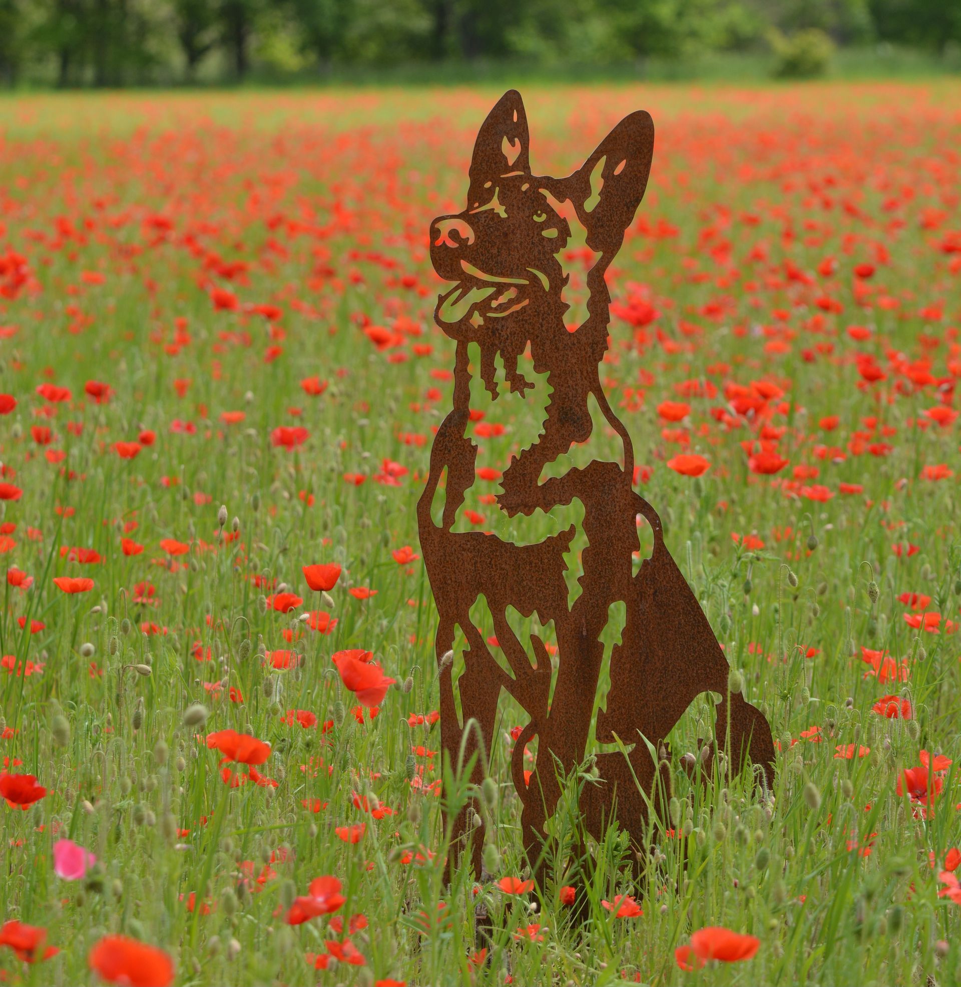 Een silhouet van een hond die in een veld met rode bloemen zit.